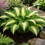 Funkia (Hosta) ‘Frances Williams’  – kont. C1,5L